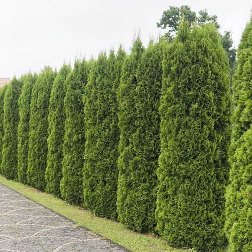 Green hedge of thuja trees. Green hedge of the tui tree. Nature, background
